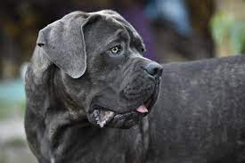 cane corso drool