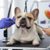 French Bulldog Grooming for a Shiny, Healthy Coat