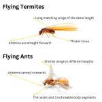 Flying Termites Control: Create Your Essential Action Plan