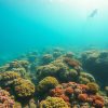 Scuba Diving Adventures: Your Ultimate Guide to Belize