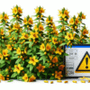 Herbal Interactions with Medications in the UK