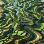 Golfing Destination: Discover Bellville Golf Club’s Charm