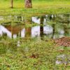 Stormwater Drain Solutions: Understanding Causes in Wollongong