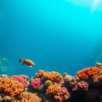 Great Blue Hole Belize: A Must-Read for Divers and Snorkelers