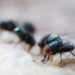 Maggots Extermination Tips for Sydney Homes
