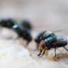 Maggot Extermination Tips for Sydney Properties