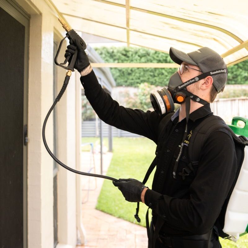Roof Dusting Pest Control: Why It’s Essential for Your Home