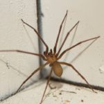 Spider Pest Control Strategies for Effective Elimination