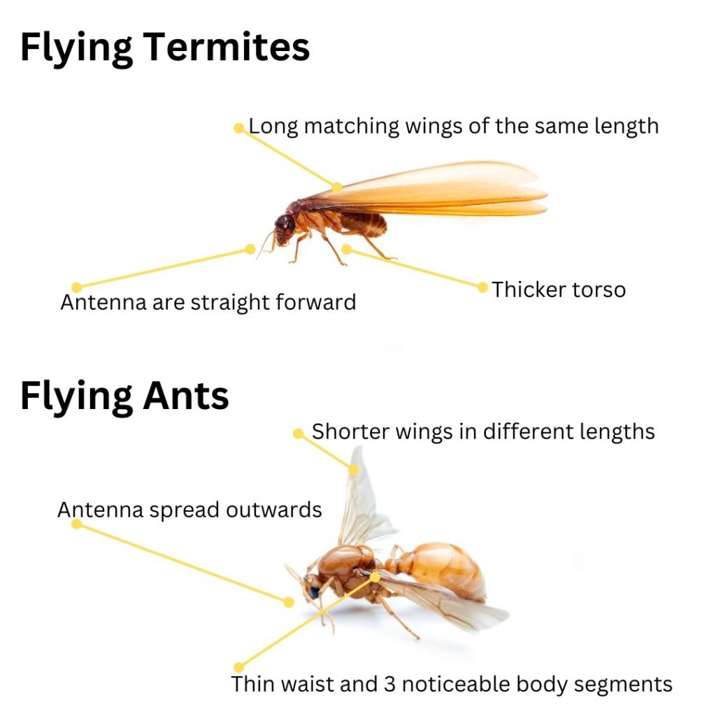 Flying Termites: Importance and Response Strategies